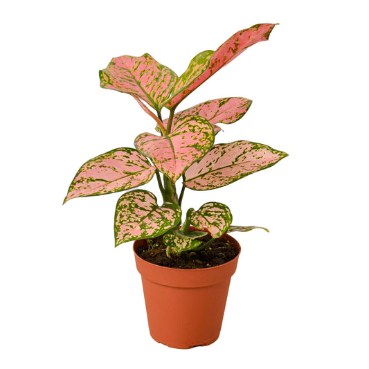 Chinese Evergreen 'Lady Valentine'  Easy-Care Indoor Plant with Pink Foliage