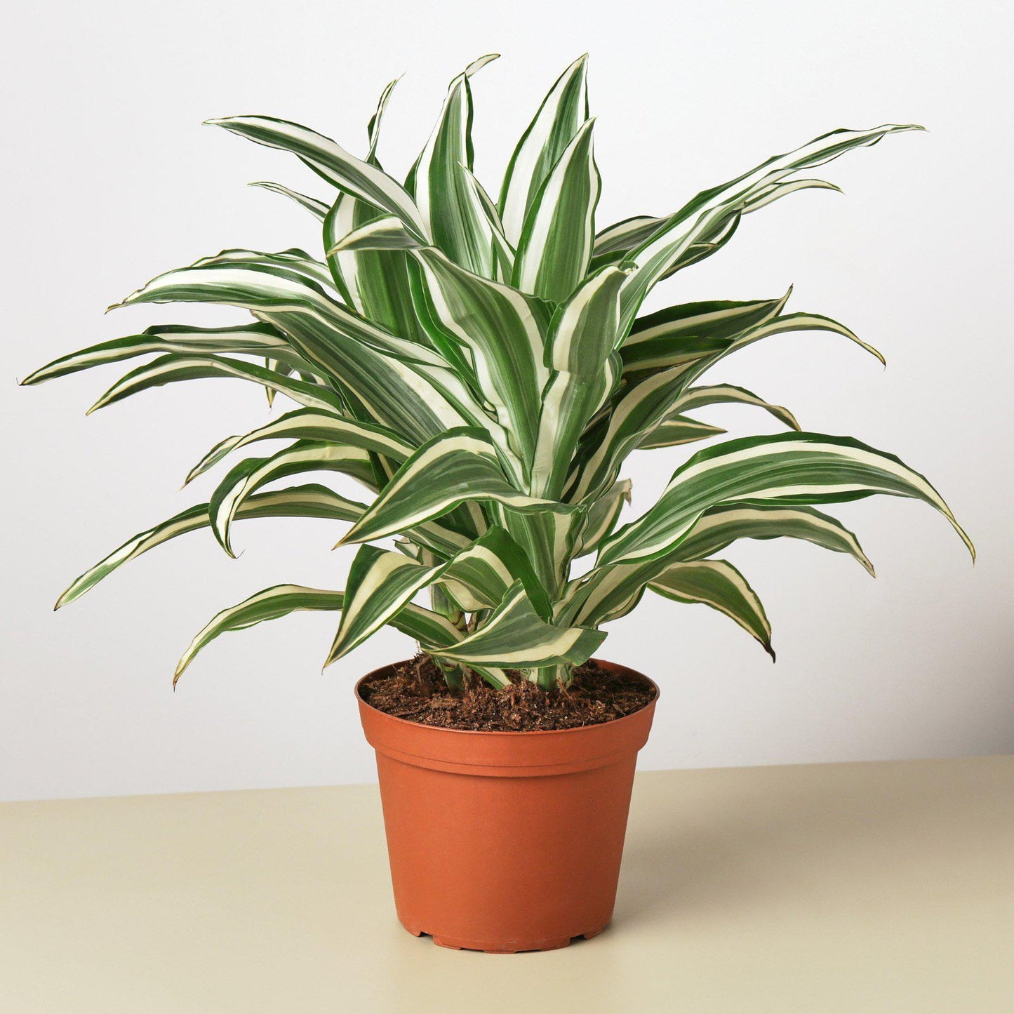 Dracaena 'Warneckii White Jewel' - Easy Care Indoor Plant Air-Purifying Foliage