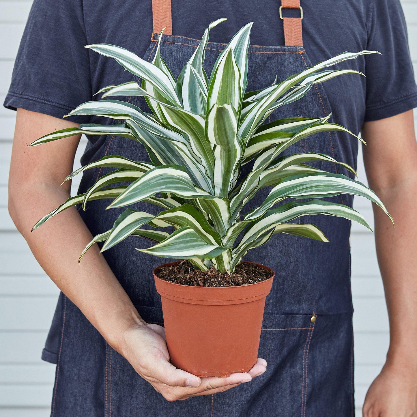 Dracaena 'Warneckii White Jewel' - Easy Care Indoor Plant Air-Purifying Foliage