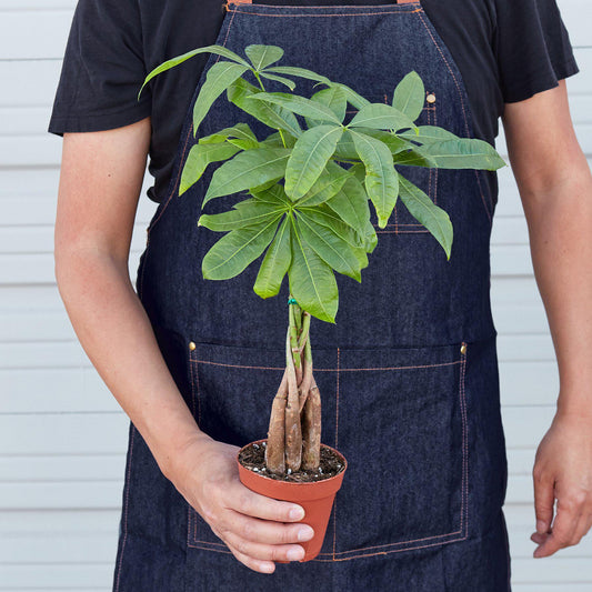 Money Tree 'Guiana Chestnut' - Pachira Braid in Multiple Pot Options