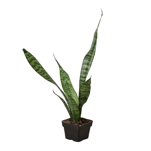 Snake Plant 'Zeylanica - Sansevieria Trifasciata, Indoor Air-Purifying PLant, Available in 3", 4", and 6" Pots.