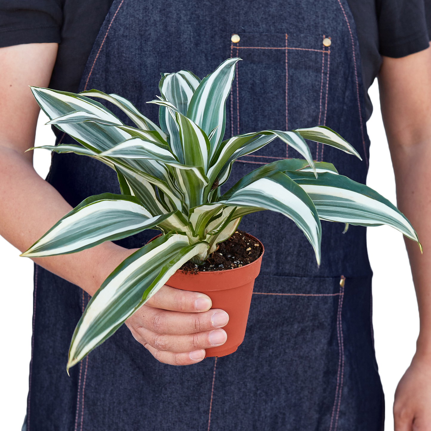 Dracaena 'Warneckii White Jewel' - Easy Care Indoor Plant Air-Purifying Foliage