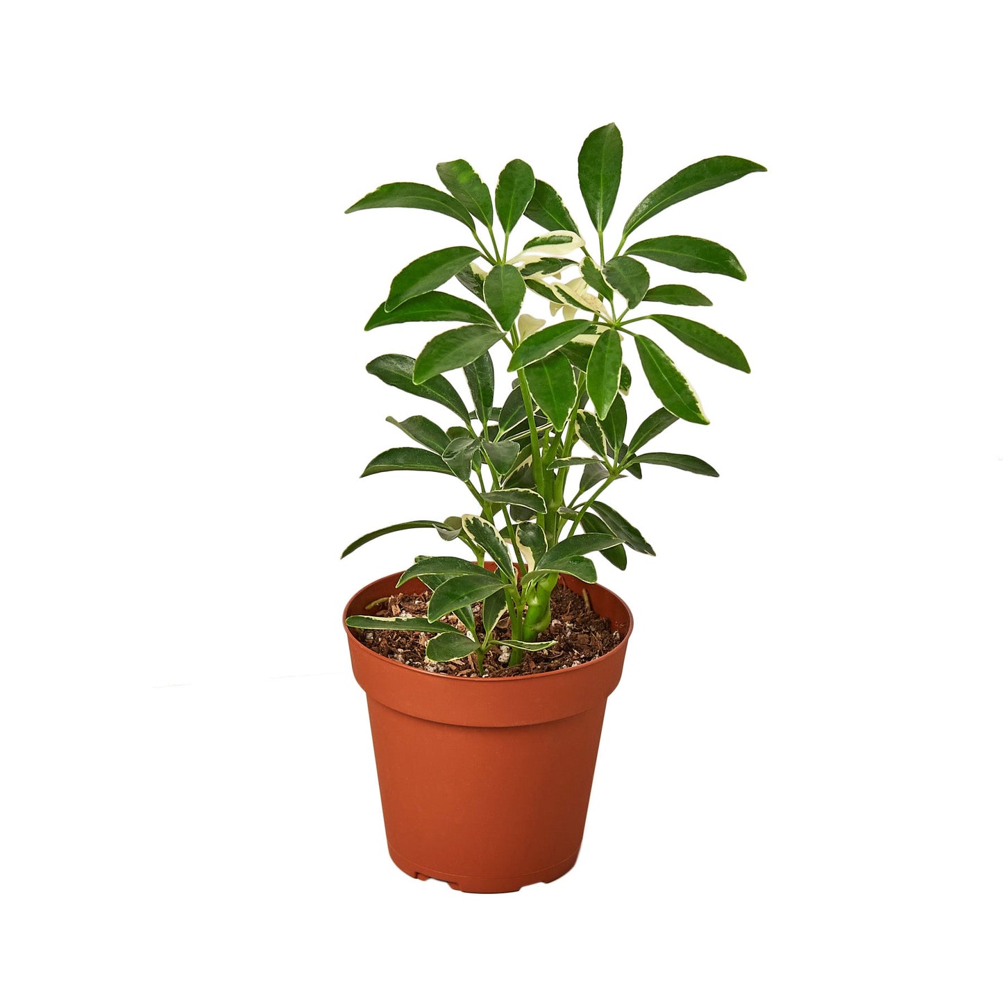 Schefflera Moonlight 'Umbrella Plant' - Indoor Air-Purifying Houseplant, Available in 3", 4", and 6" Pots