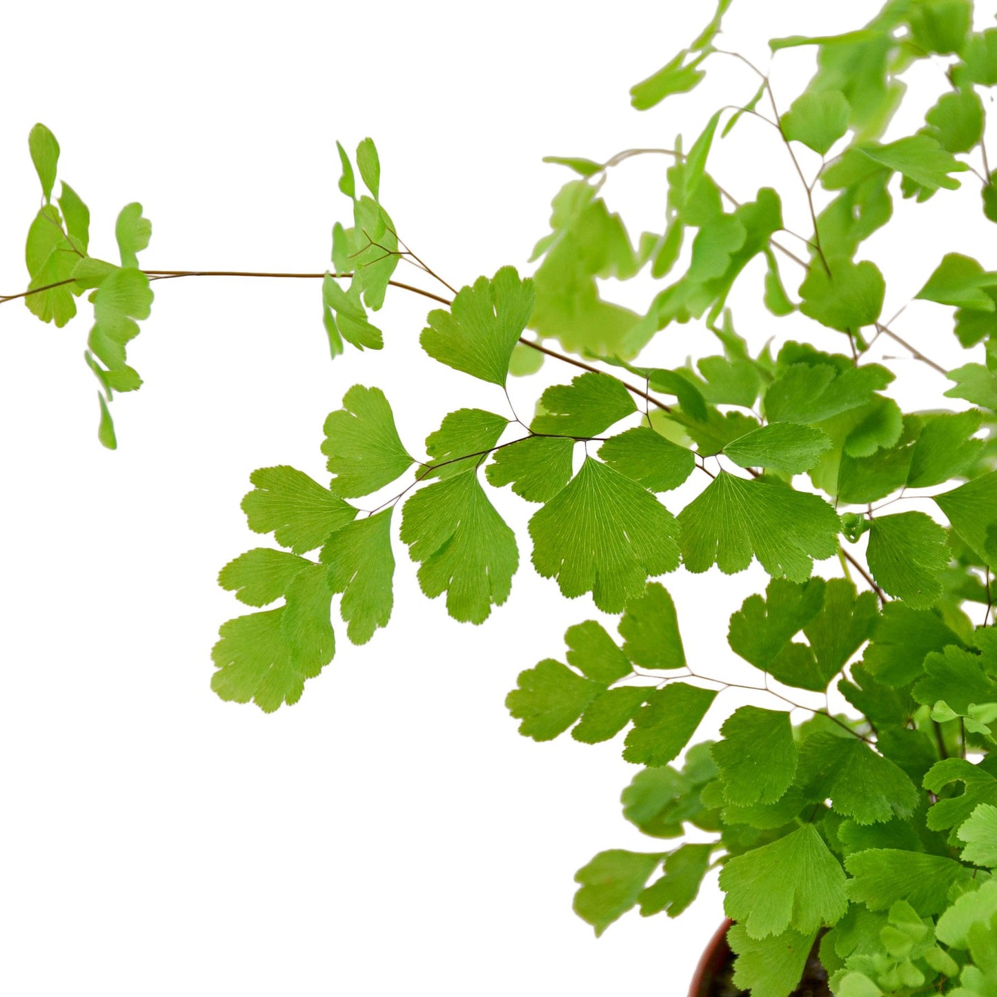 Maidenhair Fern (Adiantum) - Elegant Indoor & Outdoor Houseplant, Available in 4" & 6" Pots