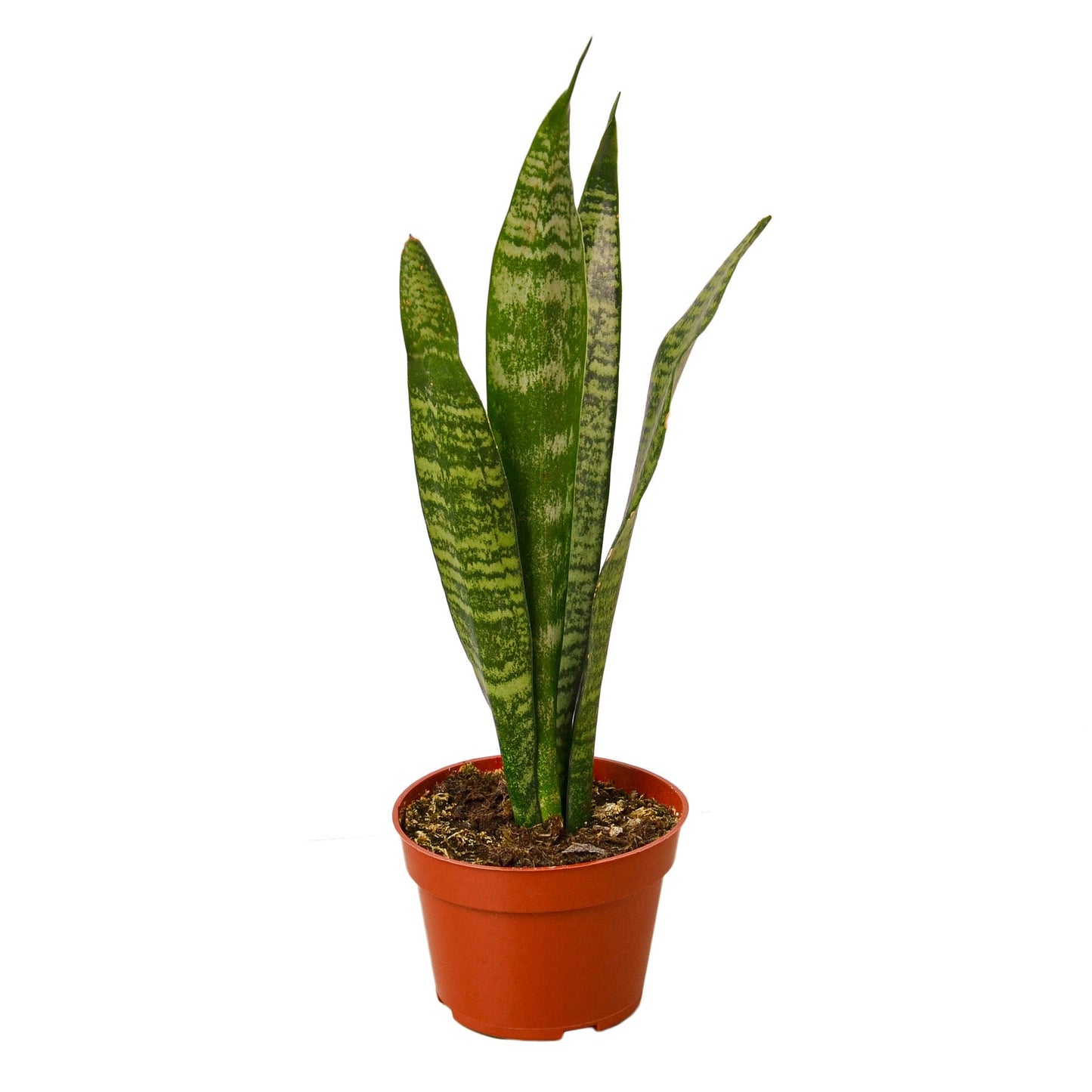 Snake Plant 'Zeylanica - Sansevieria Trifasciata, Indoor Air-Purifying PLant, Available in 3", 4", and 6" Pots.