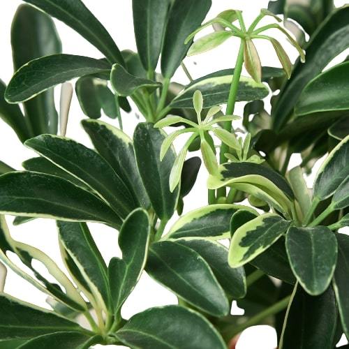 Schefflera Moonlight 'Umbrella Plant' - Indoor Air-Purifying Houseplant, Available in 3", 4", and 6" Pots