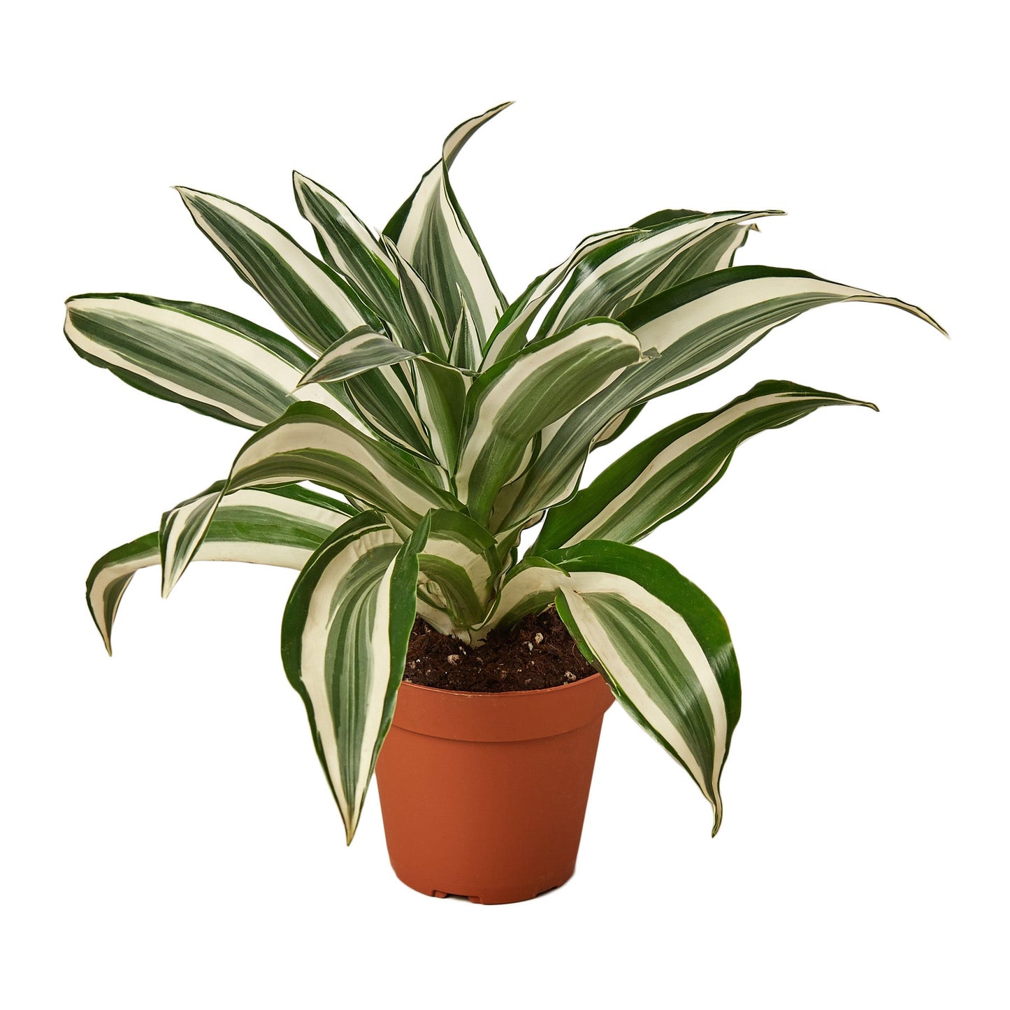 Dracaena 'Warneckii White Jewel' - Easy Care Indoor Plant Air-Purifying Foliage