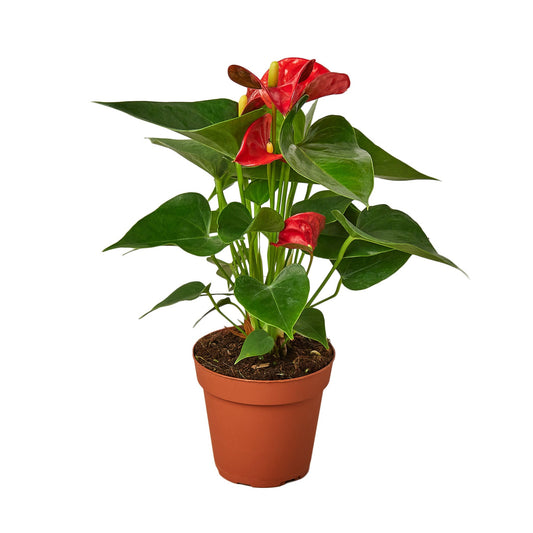 Anthurium 'Red' - Stunning Flamingo Flower for Home & Office