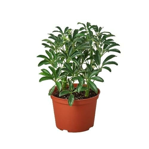 Schefflera Moonlight 'Umbrella Plant' - Indoor Air-Purifying Houseplant, Available in 3", 4", and 6" Pots