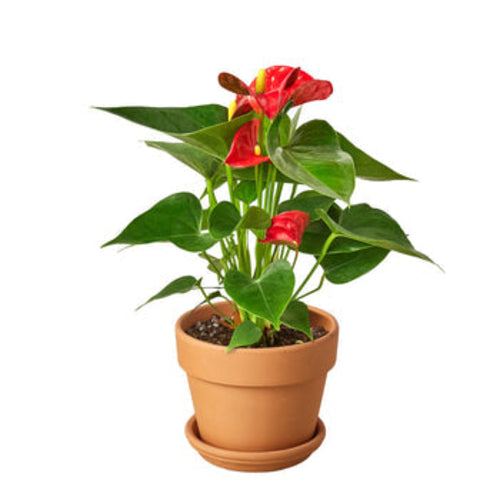 Anthurium 'Red' - Stunning Flamingo Flower for Home & Office