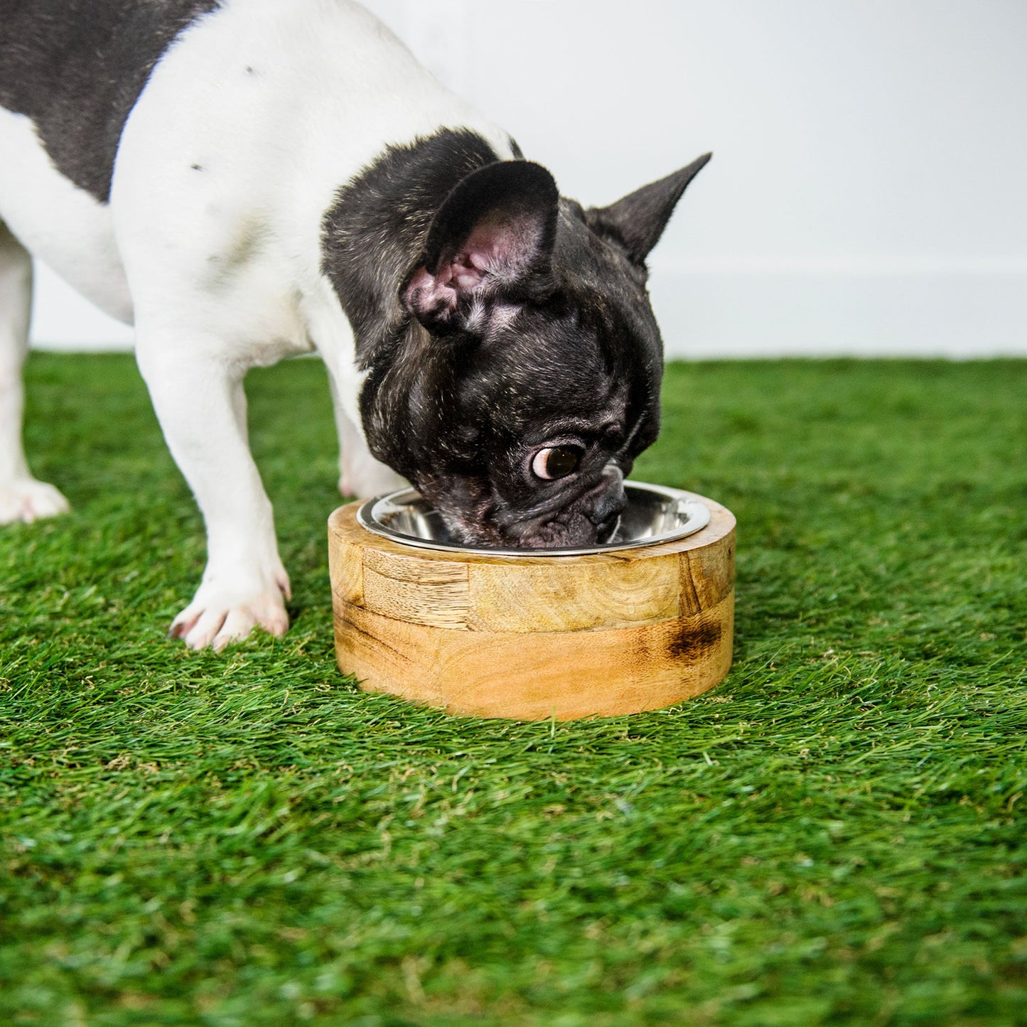 Mango Wood Bowl Single - Stylish Pet Feeder with Stainless Steel Insert