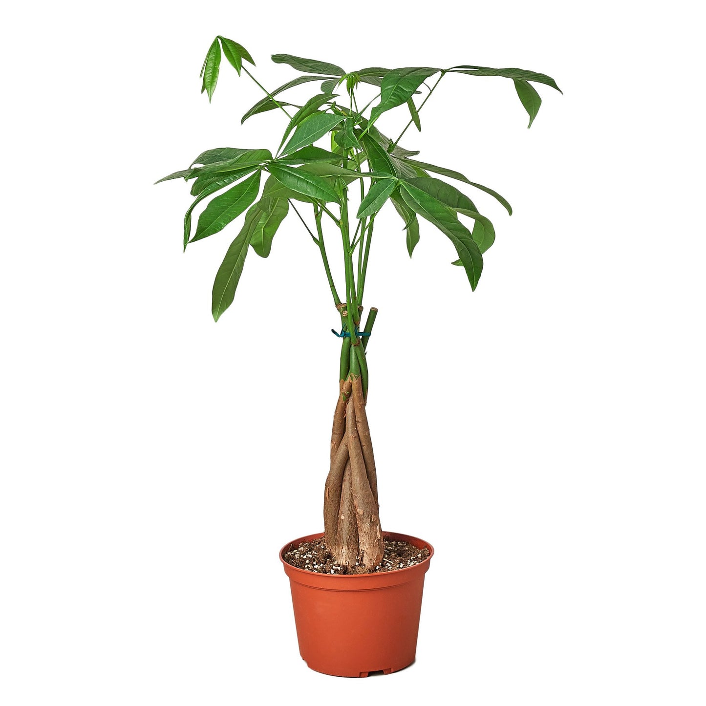 Money Tree 'Guiana Chestnut' - Pachira Braid in Multiple Pot Options