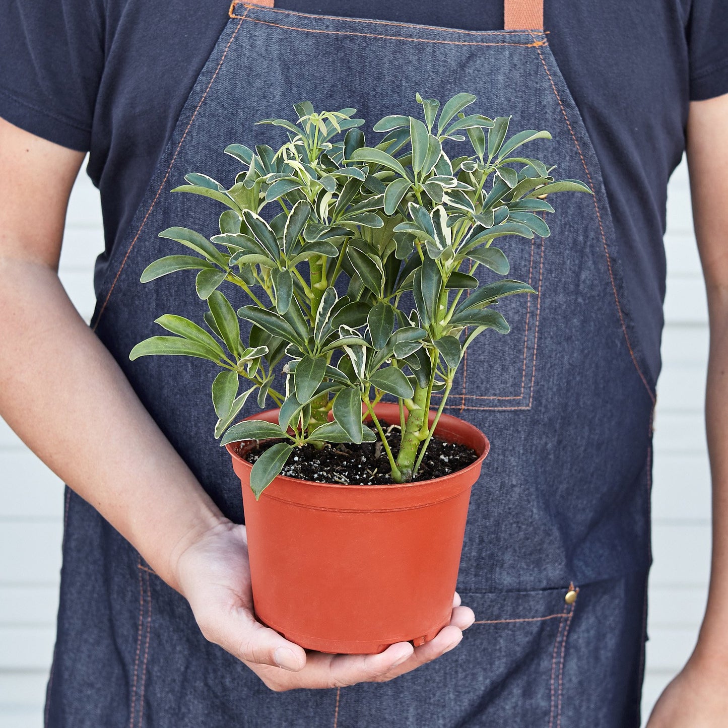 Schefflera Moonlight 'Umbrella Plant' - Indoor Air-Purifying Houseplant, Available in 3", 4", and 6" Pots