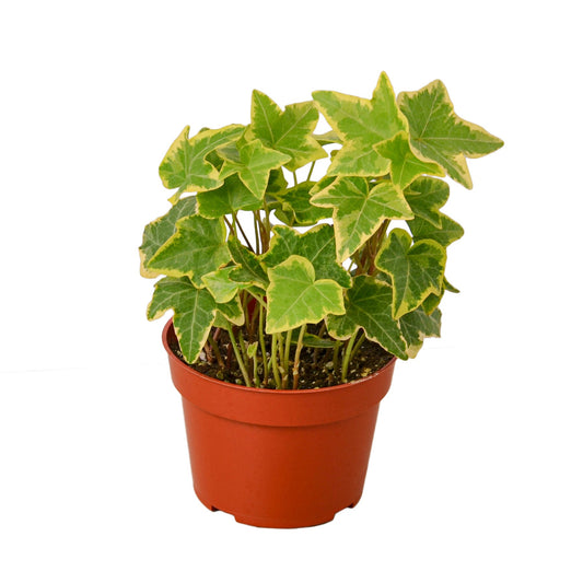 English Ivy Gold Child- Fast- Growing Climbing Plant for Indoor & Outdoor Decor