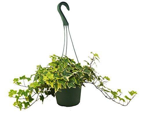 English Ivy Gold Child- Fast- Growing Climbing Plant for Indoor & Outdoor Decor