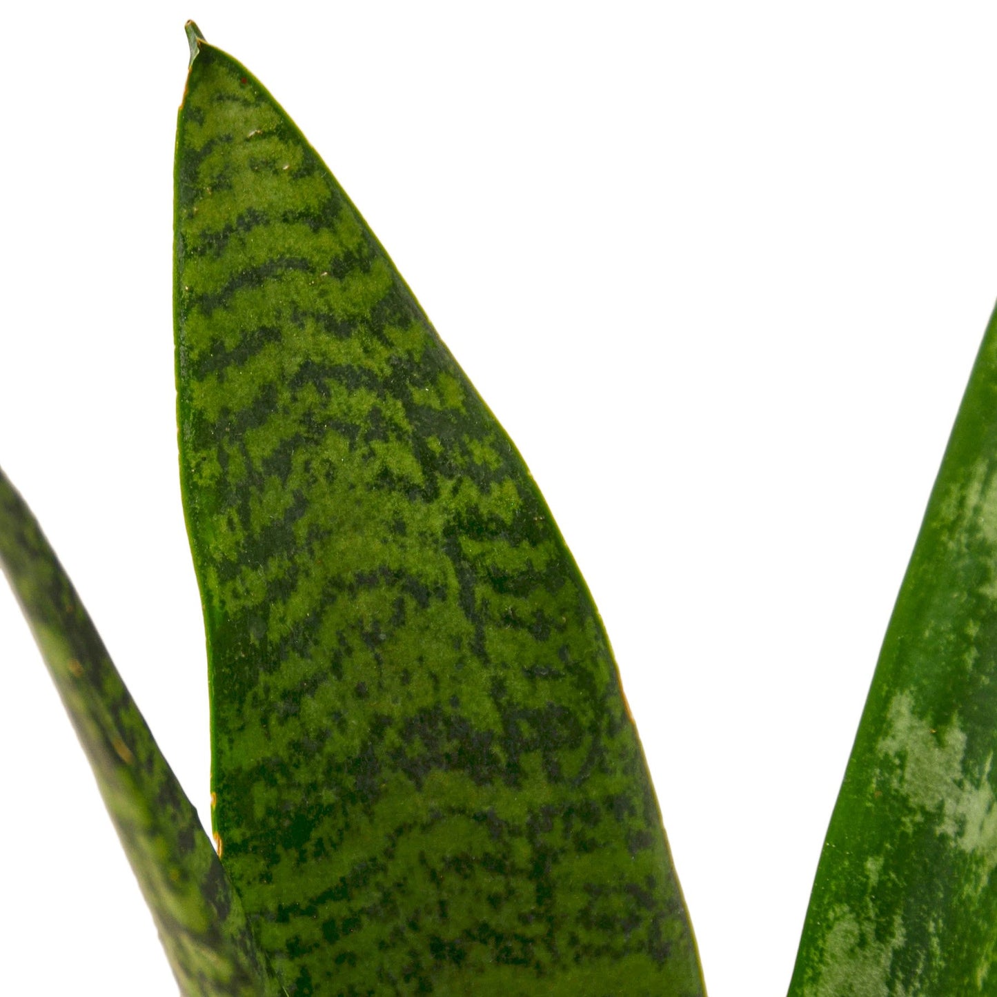 Snake Plant 'Zeylanica - Sansevieria Trifasciata, Indoor Air-Purifying PLant, Available in 3", 4", and 6" Pots.