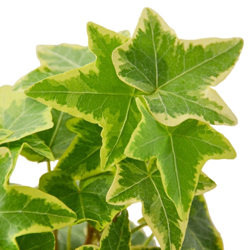 English Ivy Gold Child- Fast- Growing Climbing Plant for Indoor & Outdoor Decor