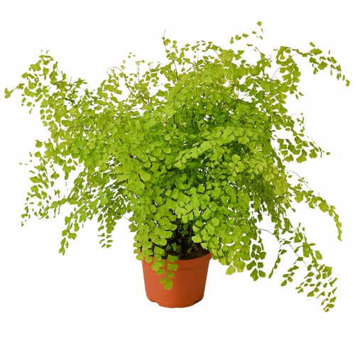 Maidenhair Fern (Adiantum) - Elegant Indoor & Outdoor Houseplant, Available in 4" & 6" Pots