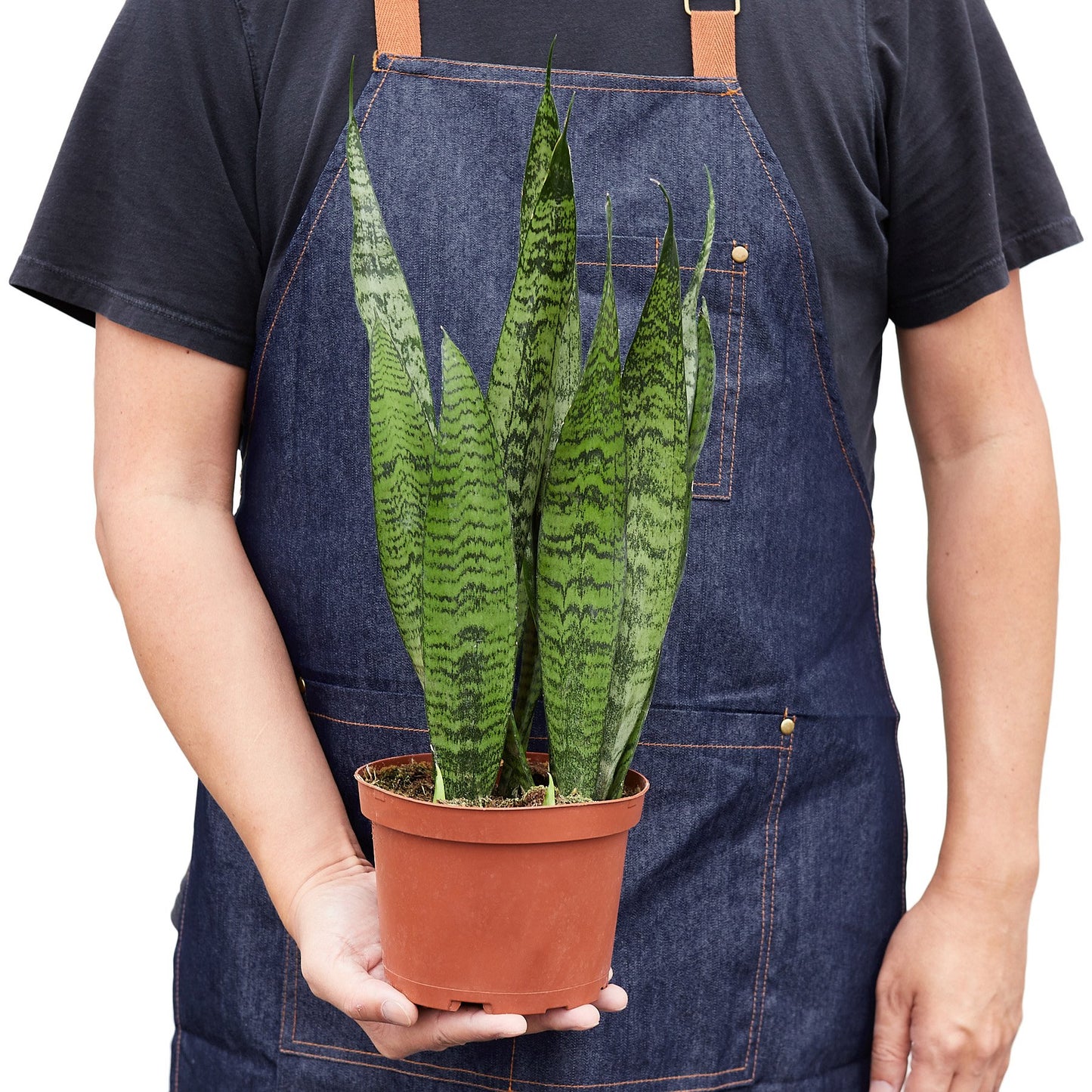 Snake Plant 'Zeylanica - Sansevieria Trifasciata, Indoor Air-Purifying PLant, Available in 3", 4", and 6" Pots.