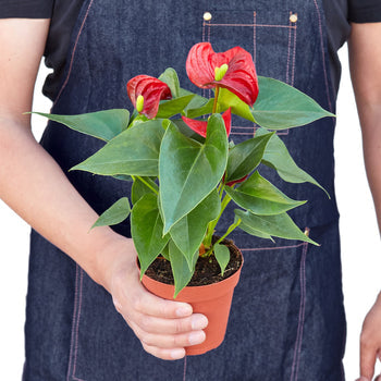 Anthurium 'Red' - Stunning Flamingo Flower for Home & Office