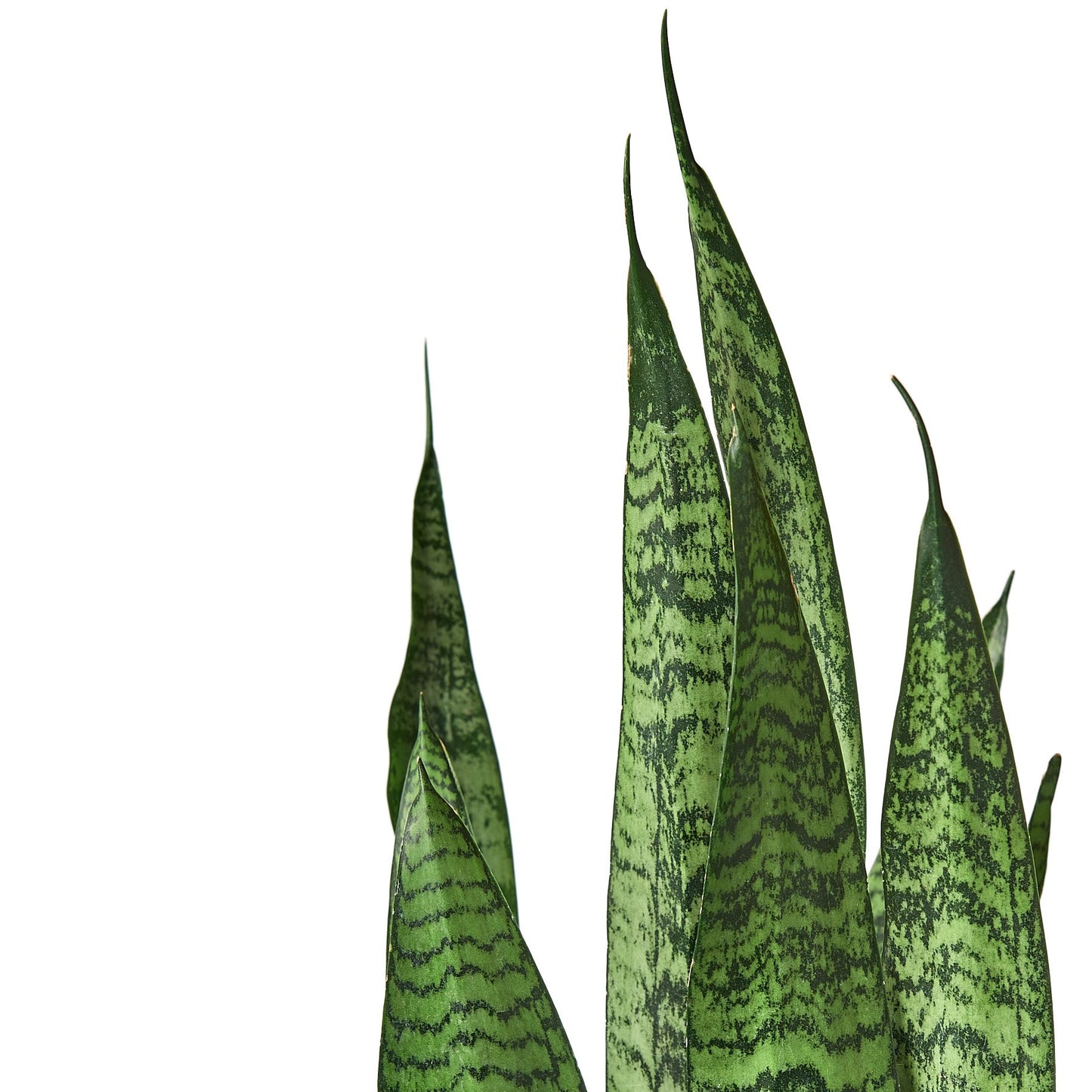 Snake Plant 'Zeylanica - Sansevieria Trifasciata, Indoor Air-Purifying PLant, Available in 3", 4", and 6" Pots.