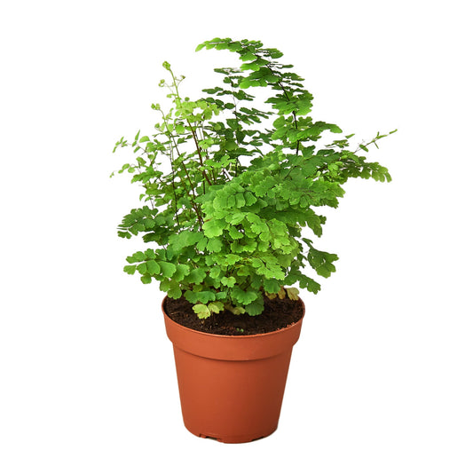 Maidenhair Fern (Adiantum) - Elegant Indoor & Outdoor Houseplant, Available in 4" & 6" Pots